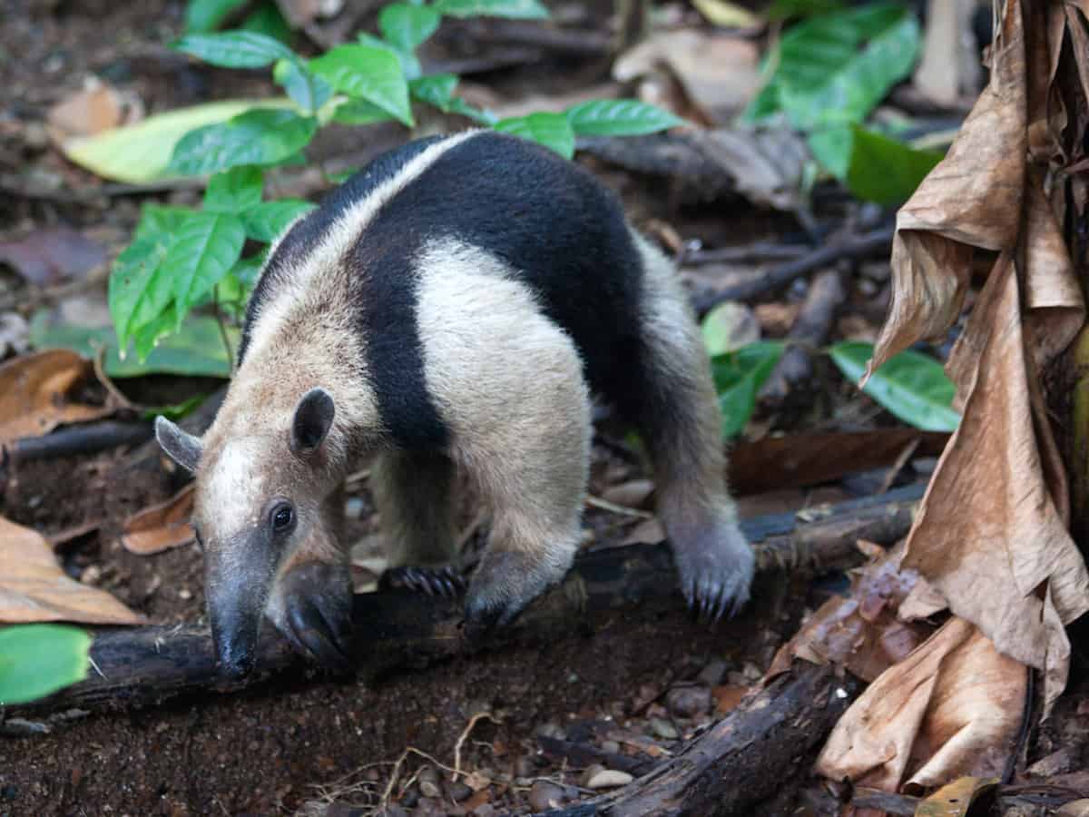 Top 10 Best Hikes in Central America • The Adventure Junkies