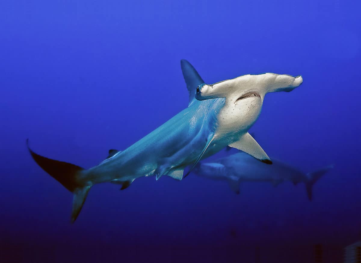 Hammerhead Shark swimming in open water.