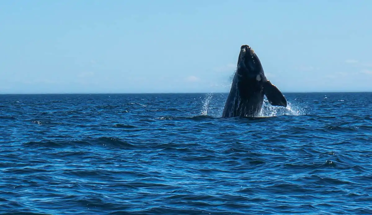 Kayaking with Whales: Southern Rights in Peninsula Valdes