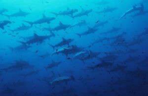 Liveaboard Diving Guide to the North Pacific • The Adventure Junkies