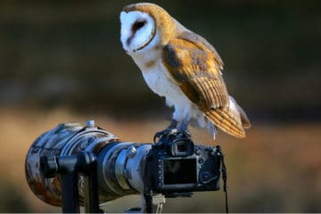 best nikon bird lens