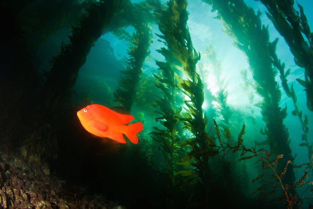 Scuba Diving in Komodo Island, Indonesia - The Adventure Junkies