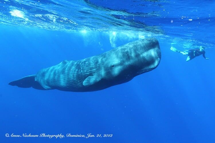 Top 7 Dive Encounters With Big Ocean Creatures • The Adventure Junkies